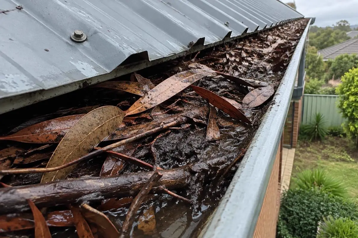 Gutter blocked with gum leaves and sludge before cleaning